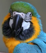 papuga